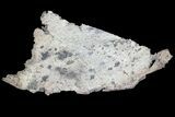 Natural, Native Silver Formation - Morocco #69542-1